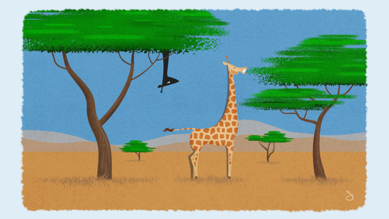 giraffe